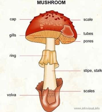 Machine Learning Project on Mushroom Classification whether it's edible ...